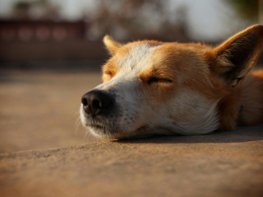 Perro hace ruidos raros al respirar