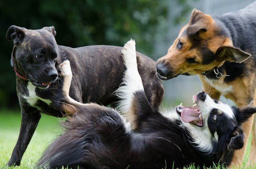 Residencia canina en Villalbilla