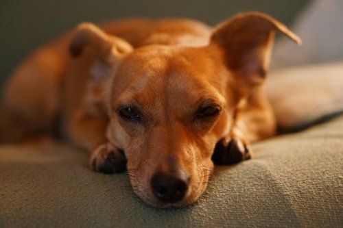 Riesgos de dejar a tu perro solo en casa