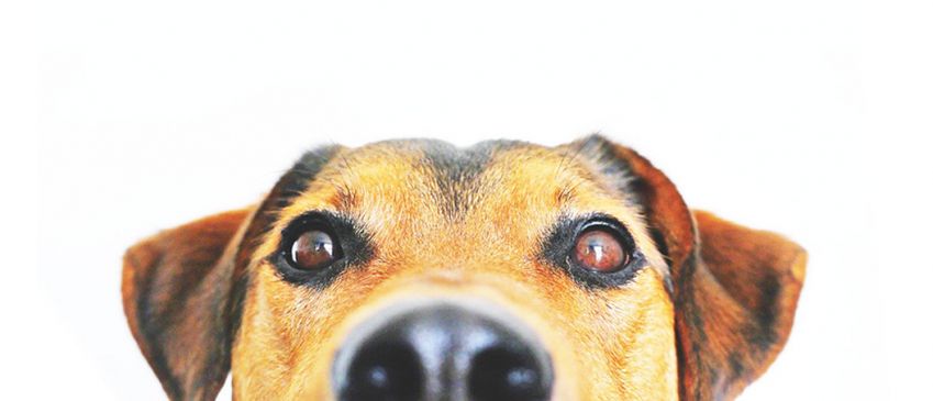 residencias caninas Madrid residencias caninas Madrid